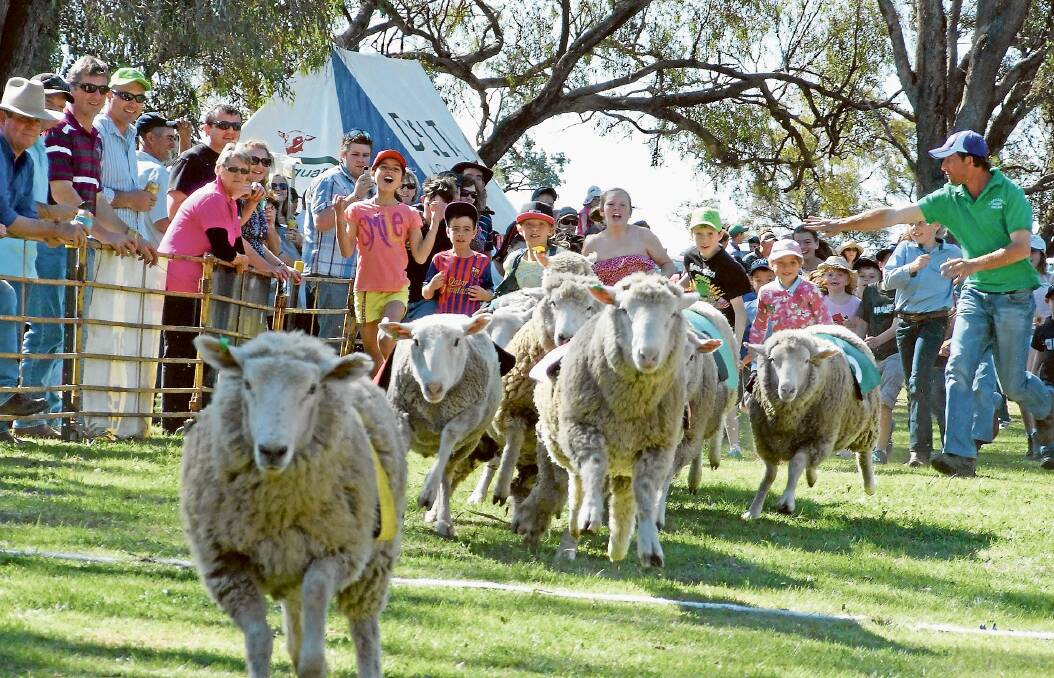 2013 Sheep Races - and they're off and racing!